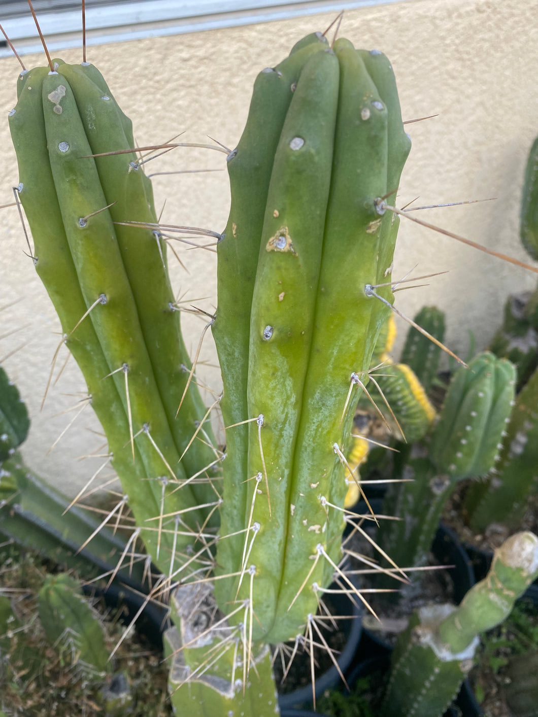 13” T. Bridgesii cutting B08