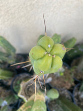 Load image into Gallery viewer, 12” T. Bridgesii cutting B08