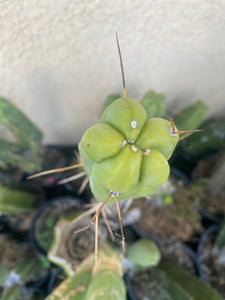 12” T. Bridgesii cutting B08