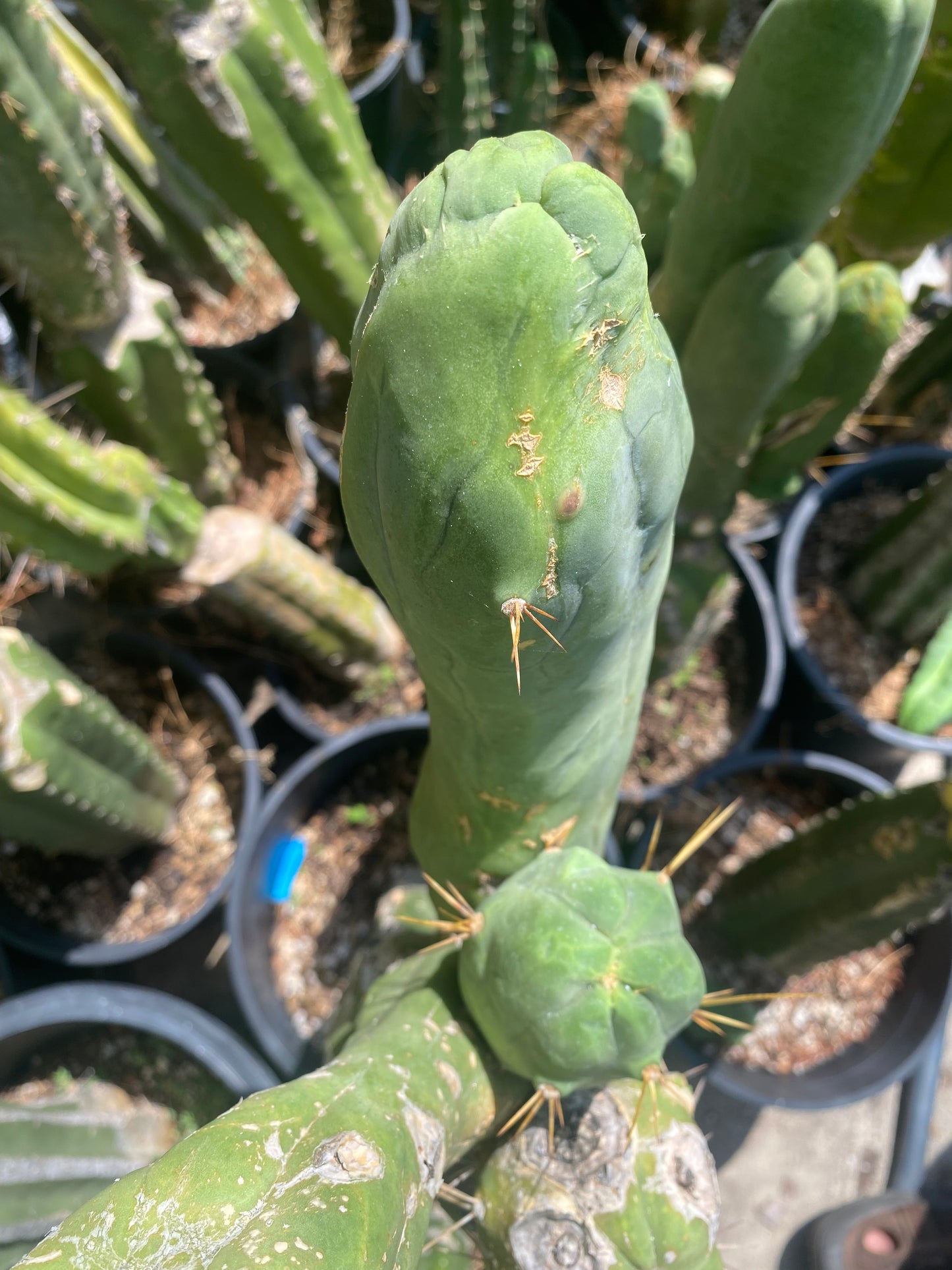 9” Bridgesii Monstrose Long or clone A cutting