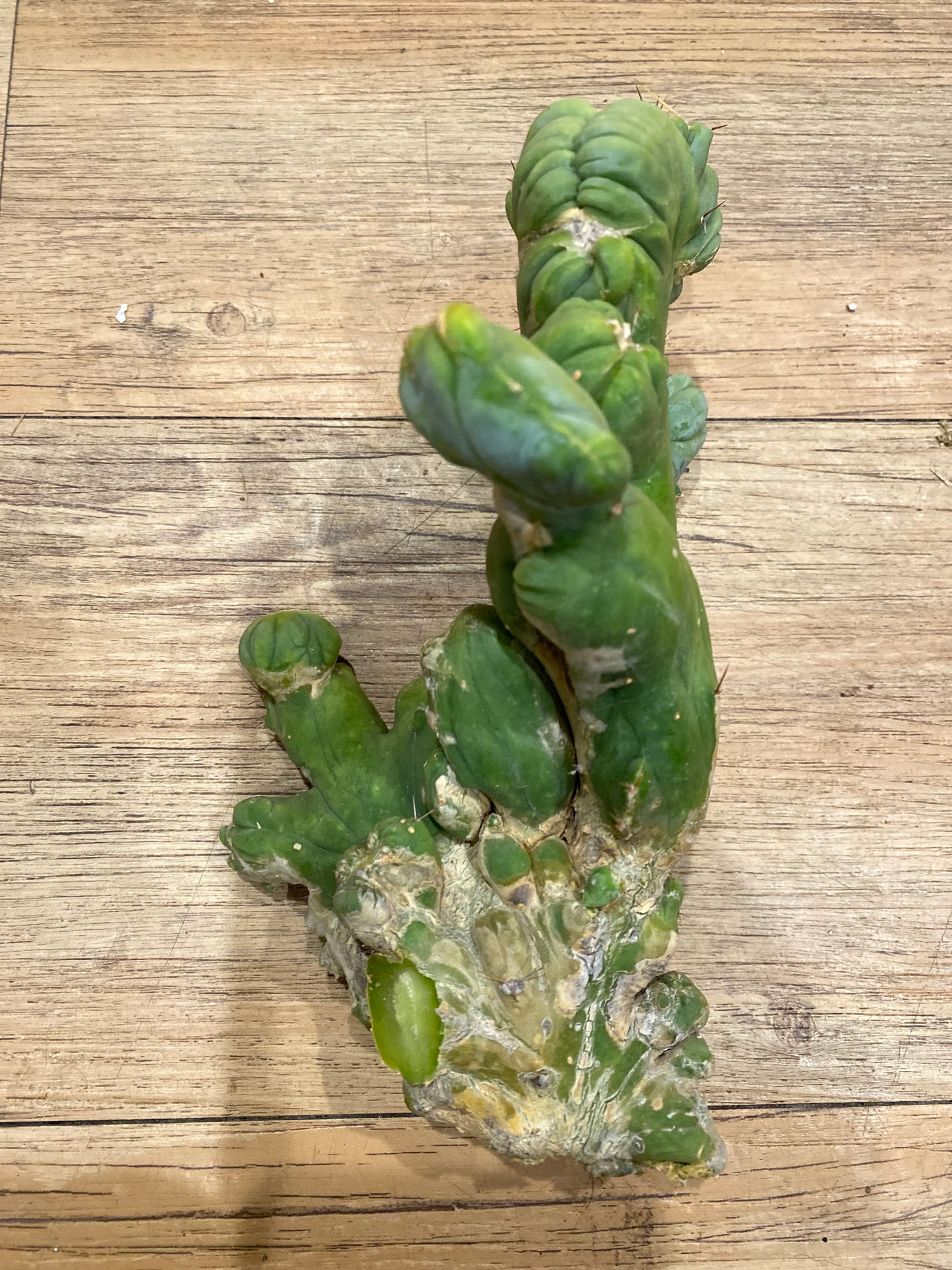 7 1/2” tall T. Bridgesii Monstrose Crest cutting