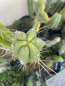 13” T. Bridgesii cutting B08