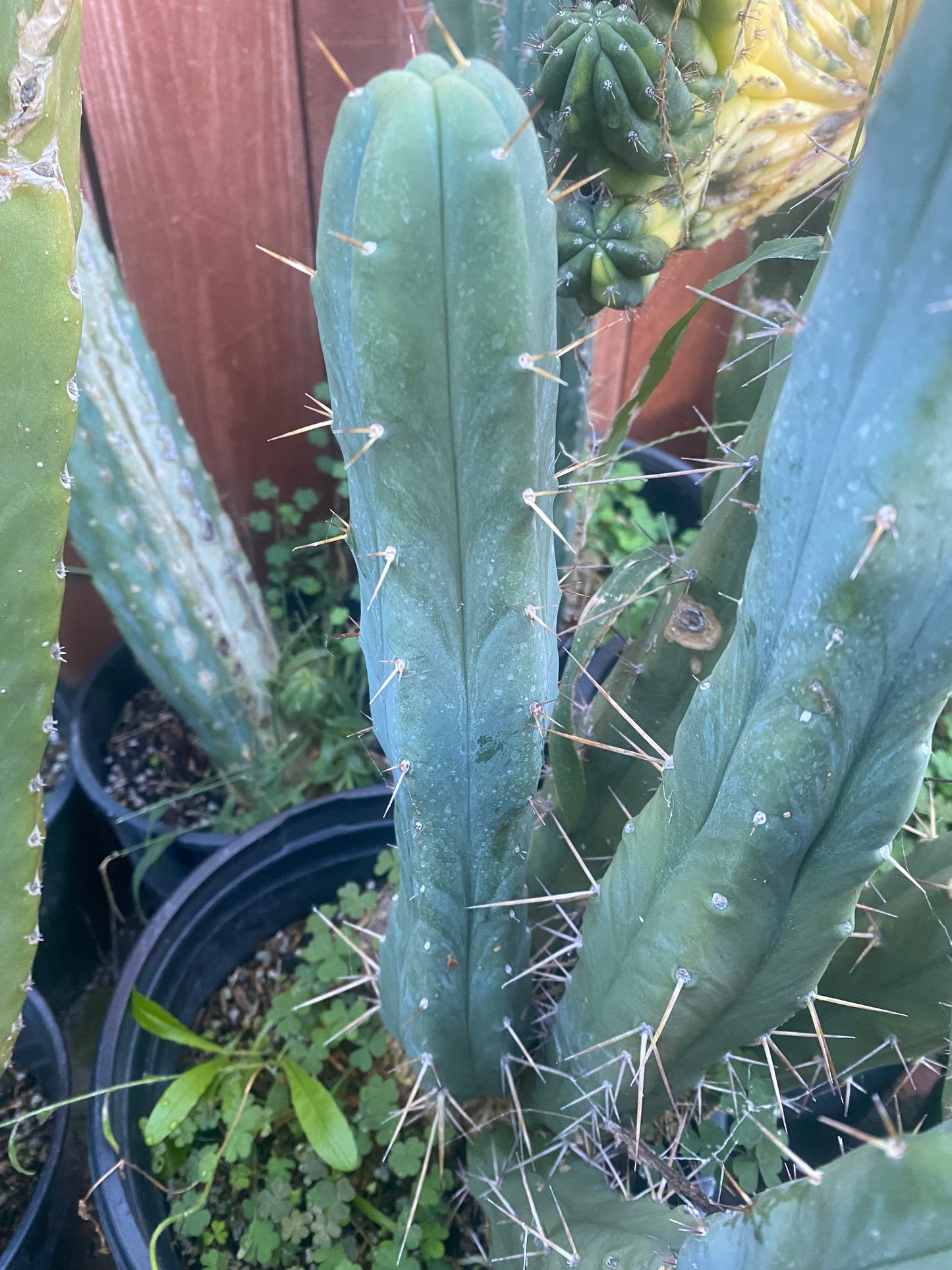 14” T. Bridgesii cutting B02