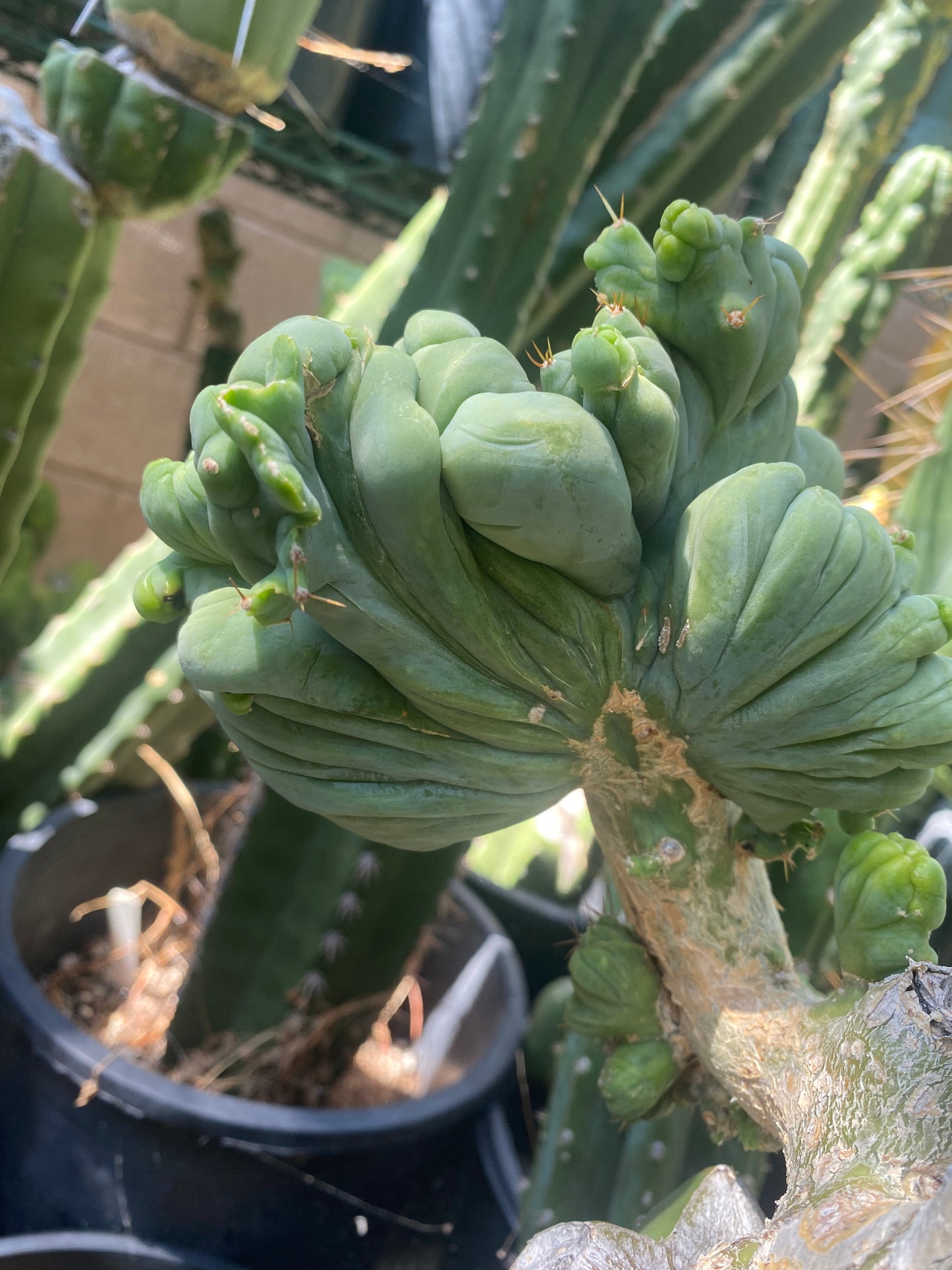 5 1/2” wide T. Bridgesii Monstrose Crest cutting