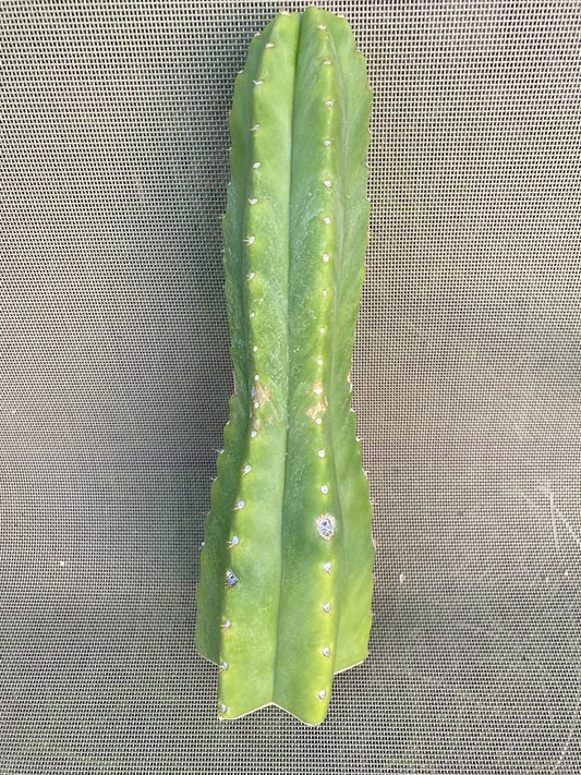 12” San Pedro cutting flowering tip