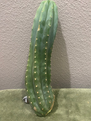 13” San Pedro cutting flowering tip with 9 ribs