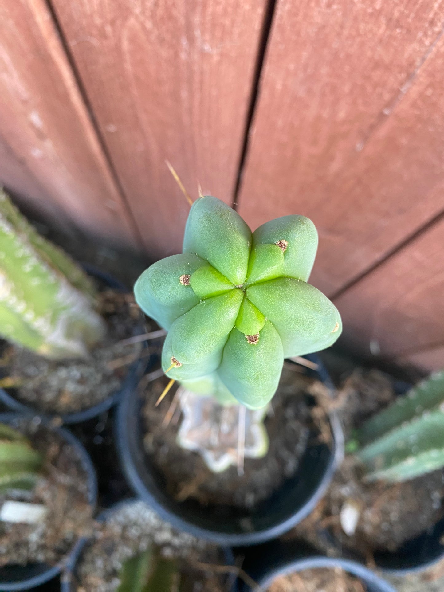 13 1/2” T. Bridgesii cutting B01