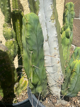 Load image into Gallery viewer, 11 1/2” T. Bridgesii cutting B01 with roots showing