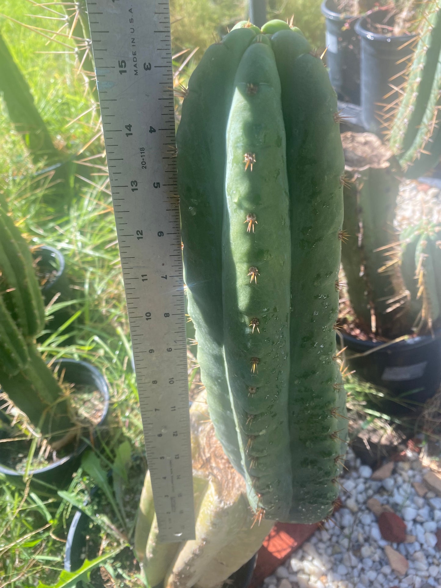 15” T. Huanucoensis cutting