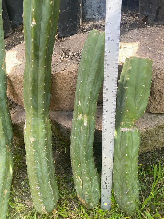 36” total San Pedro mix cuttings