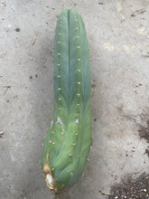 Load image into Gallery viewer, 14” San Pedro cutting