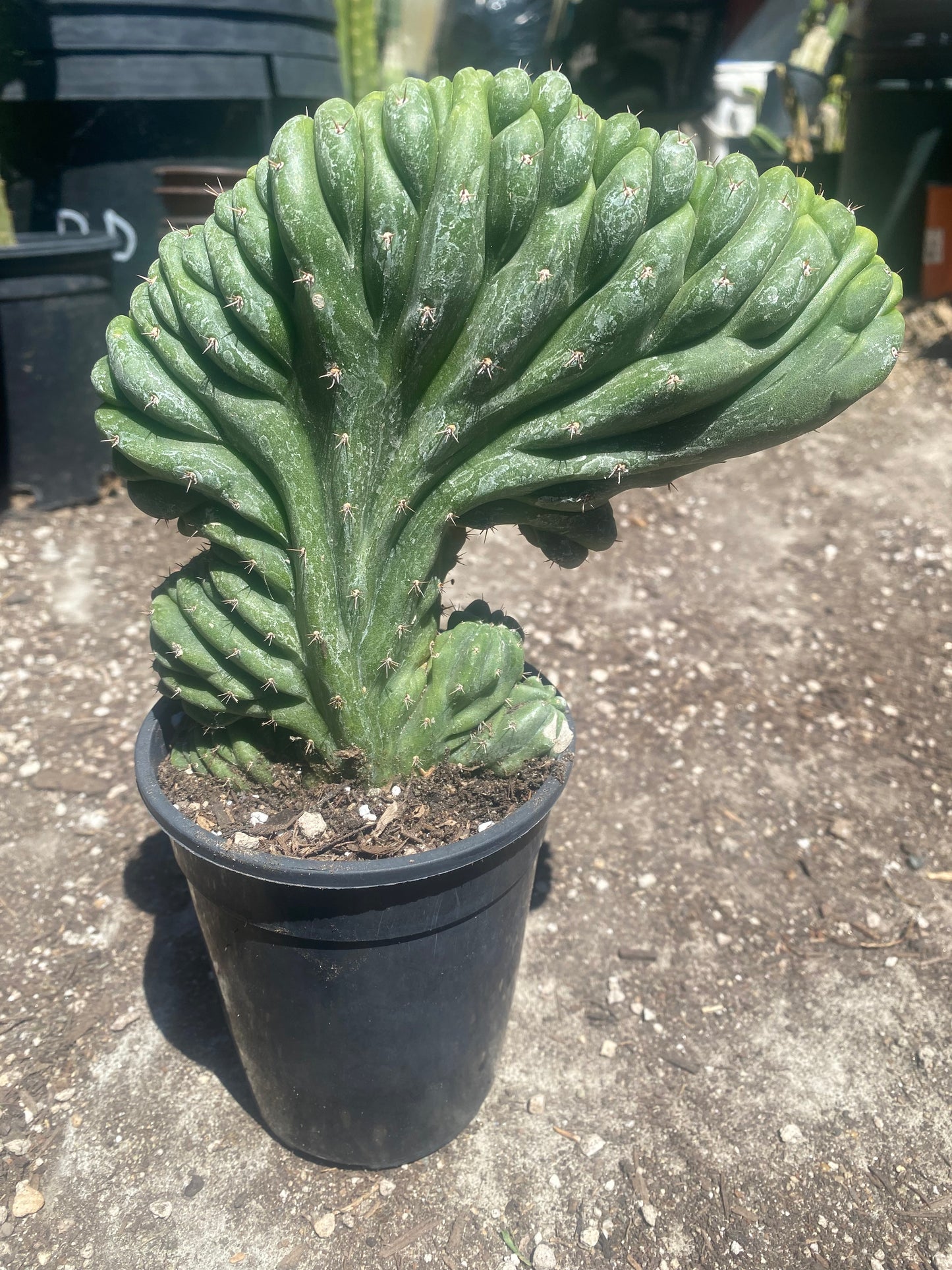 T. Pachanoi Monstrose Crest cutting