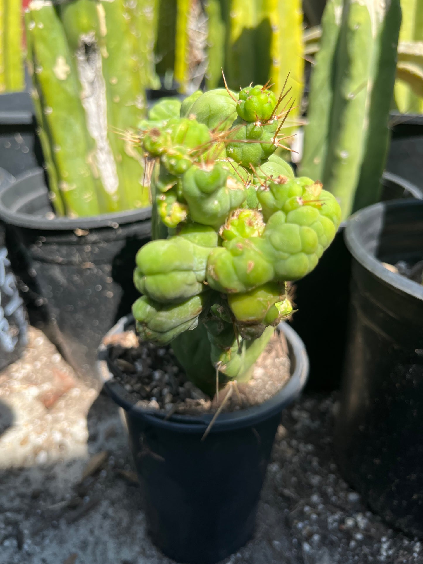 8” tall T. Bridgesii Monstrose Crest cutting