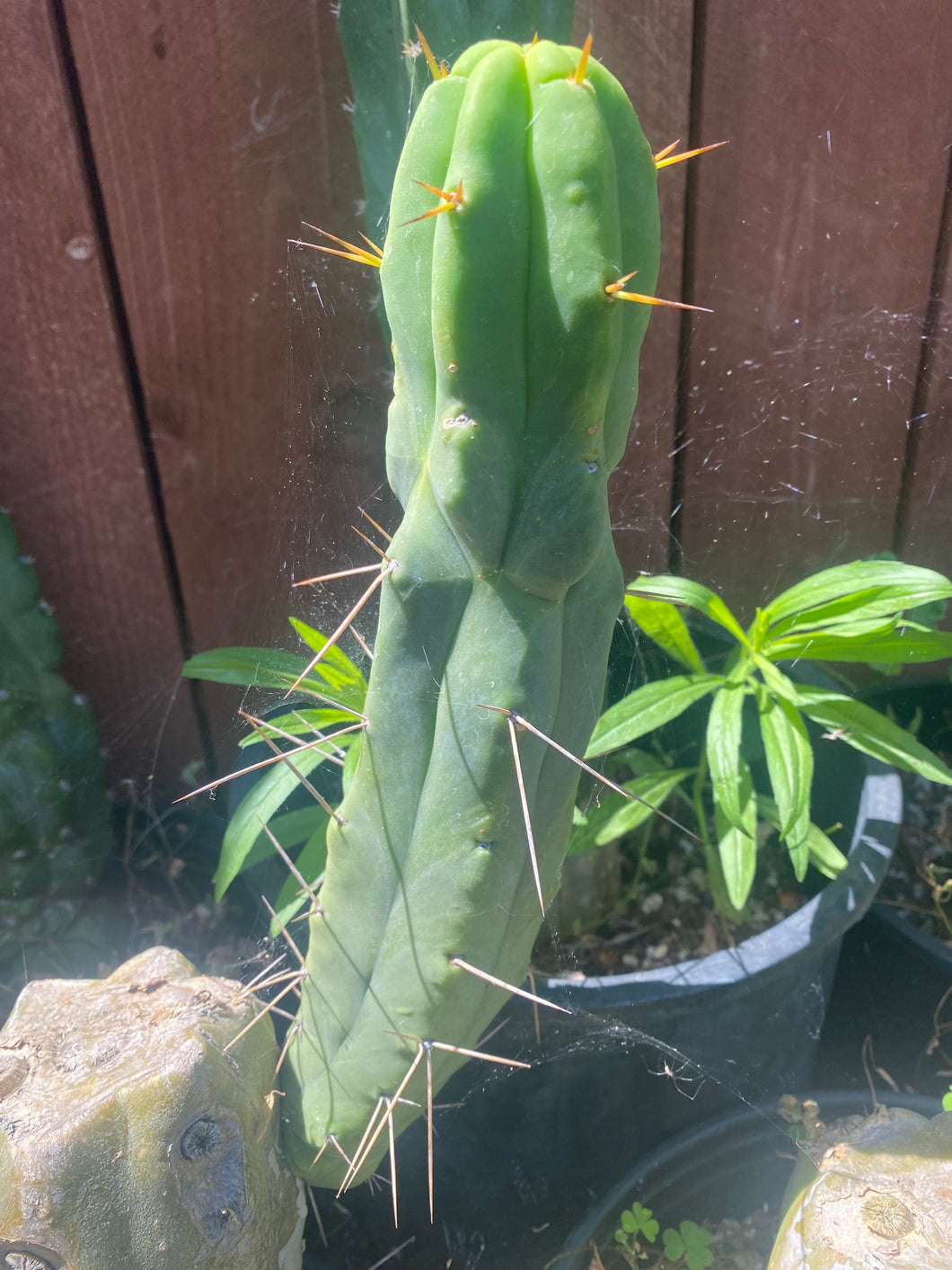 11 1/2” T. Bridgesii cutting B01