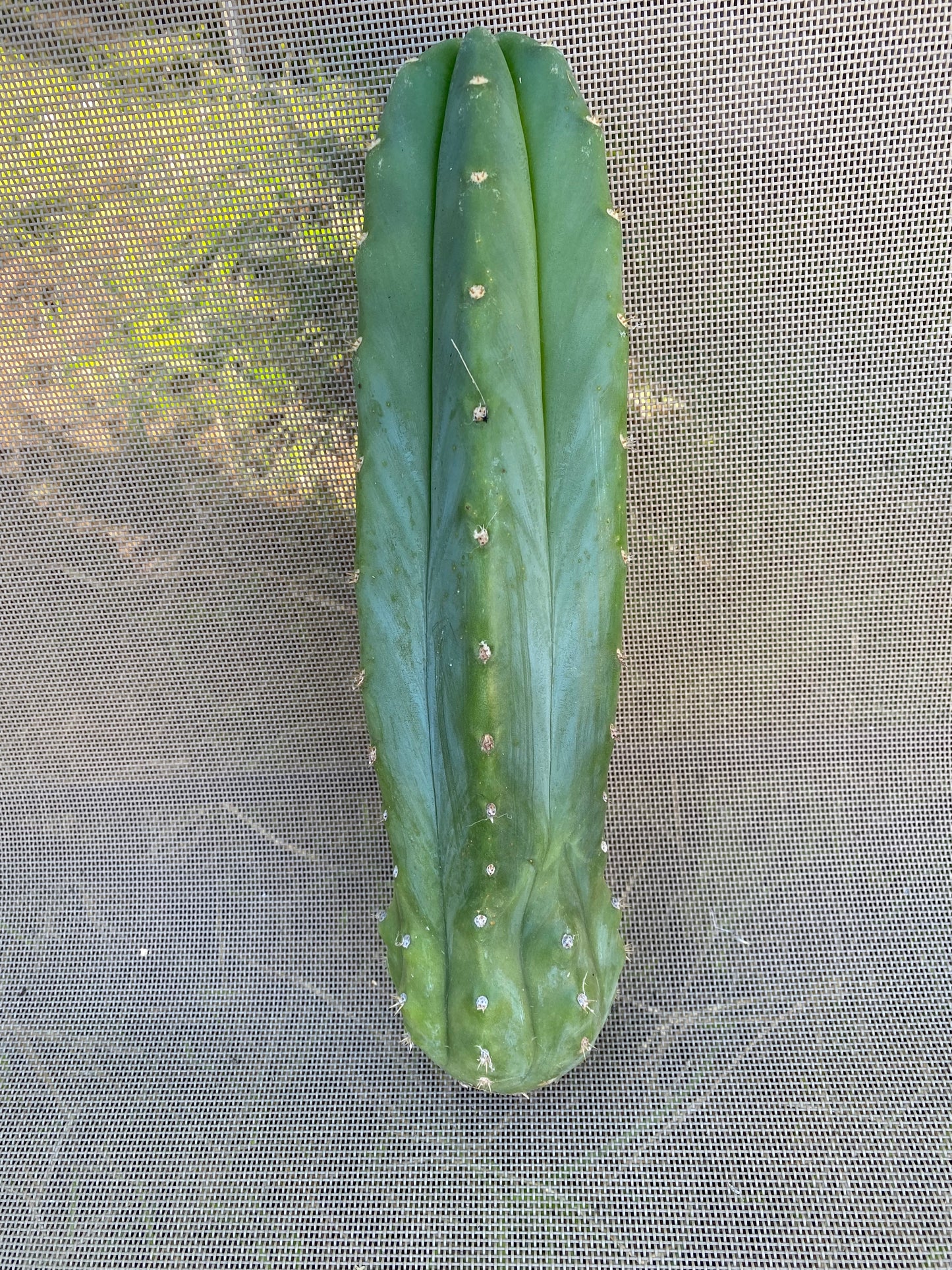 11 1/2” San Pedro cutting