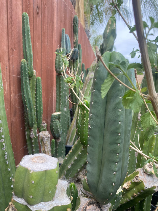 13” T. Scopulicola cutting