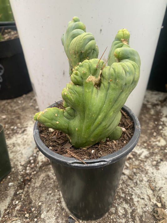 5 1/2” tall T. Bridgesii Monstrose Crest cutting with roots showing