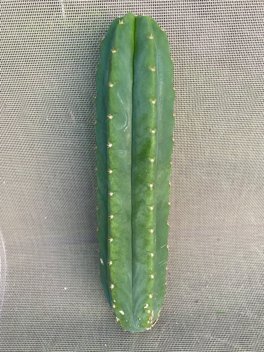 13” San Pedro cutting