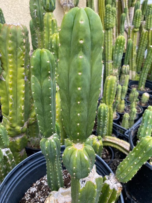 12” San Pedro top cutting