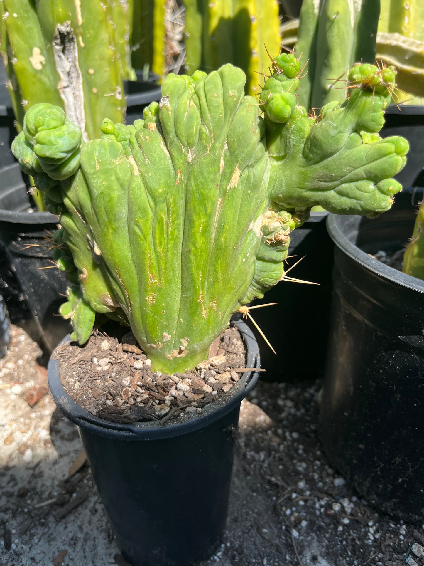 8” tall T. Bridgesii Monstrose Crest cutting
