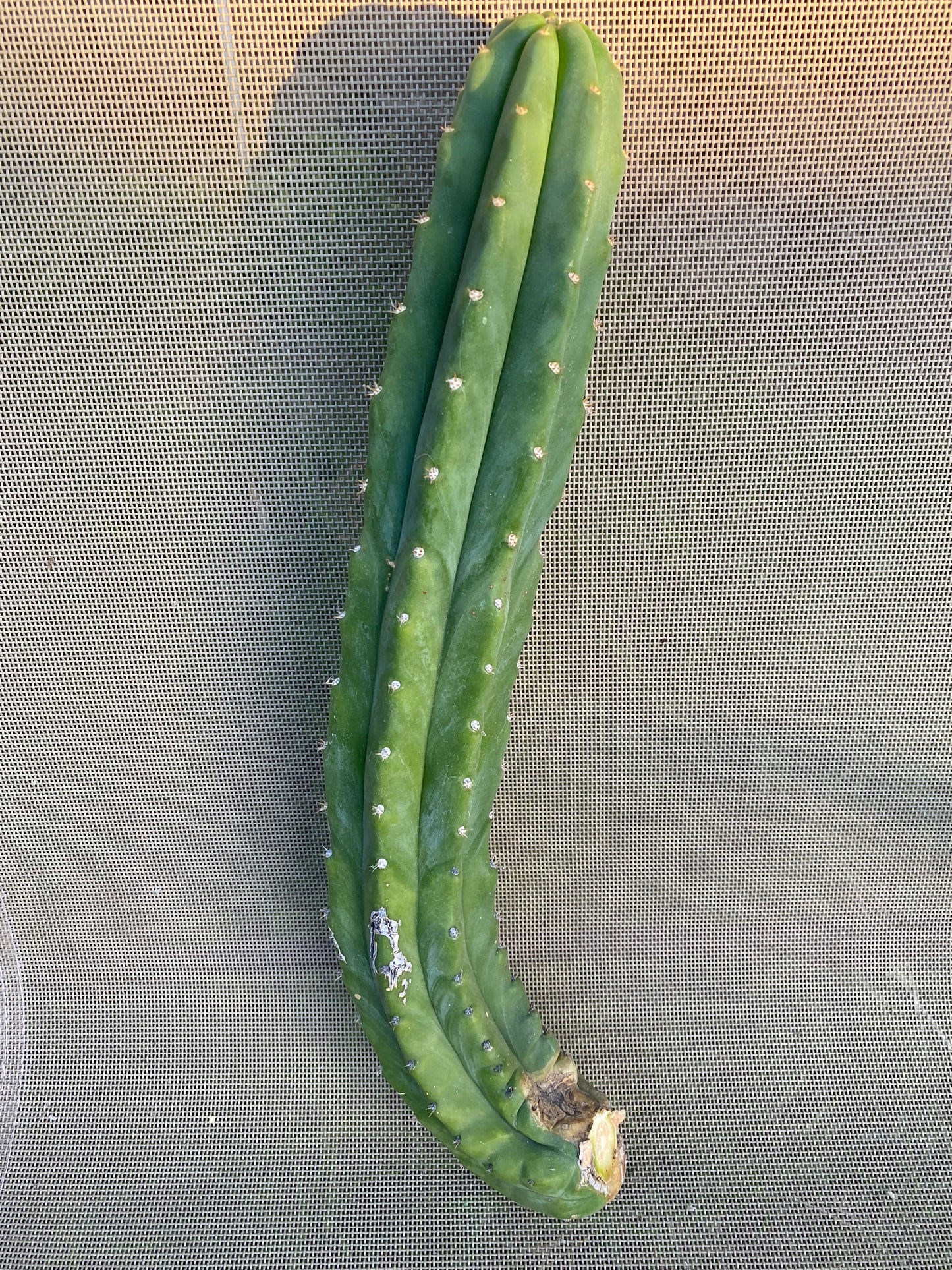 16” San Pedro cutting