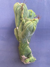 Load image into Gallery viewer, 7 1/2” tall T. Bridgesii Monstrose Crest cutting