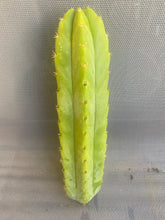 Load image into Gallery viewer, 12” San Pedro cutting