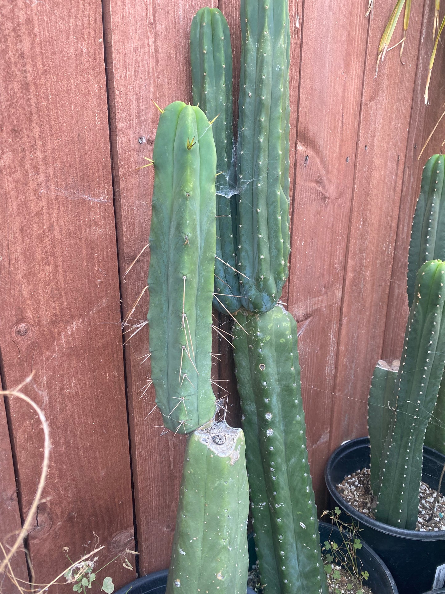 11 1/2” T. Bridgesii cutting B01