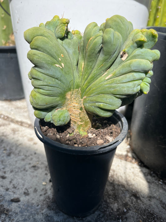 7” tall T. Bridgesii Monstrose Crest cutting