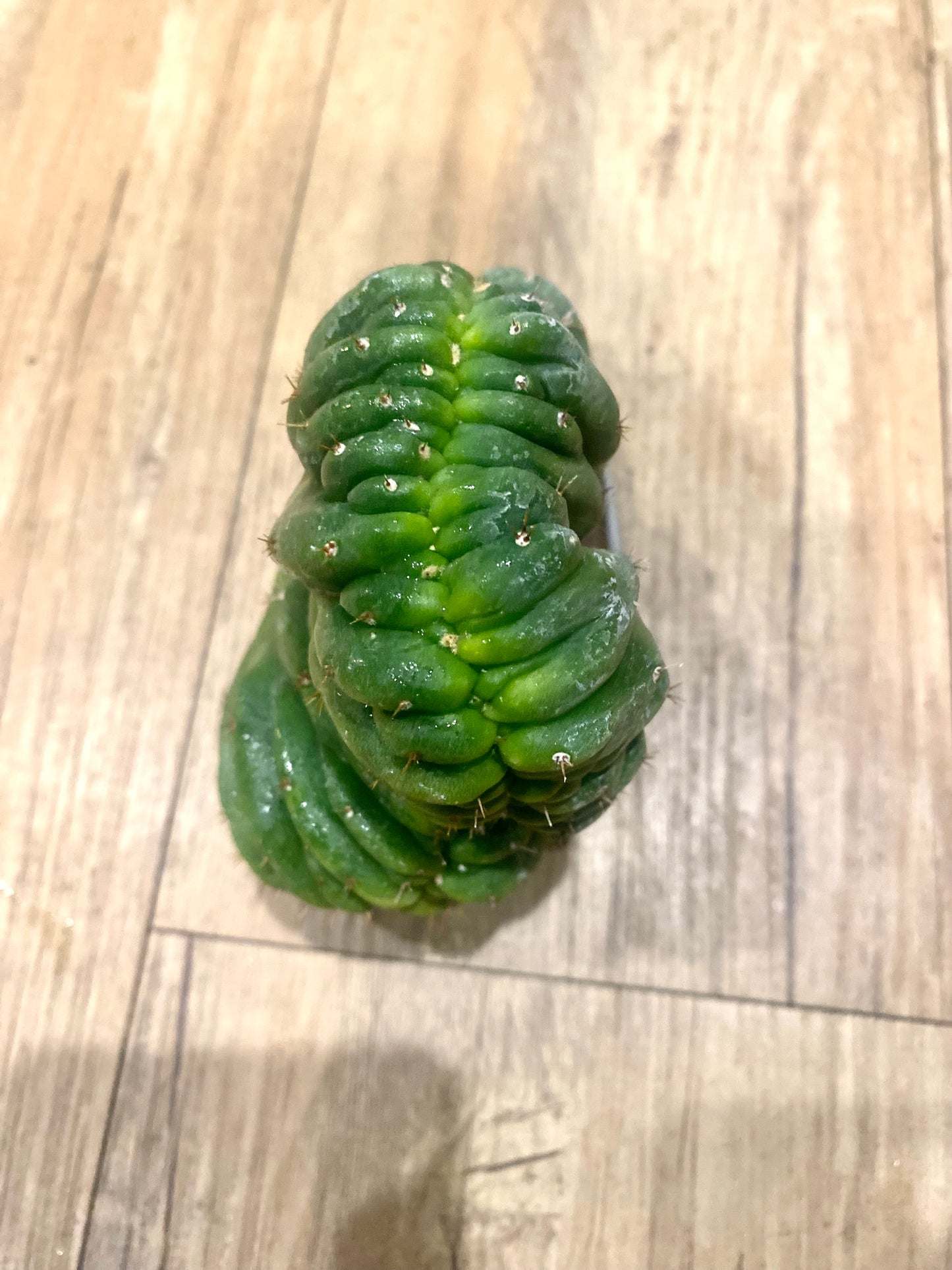 T. Pachanoi Monstrose Crest cutting