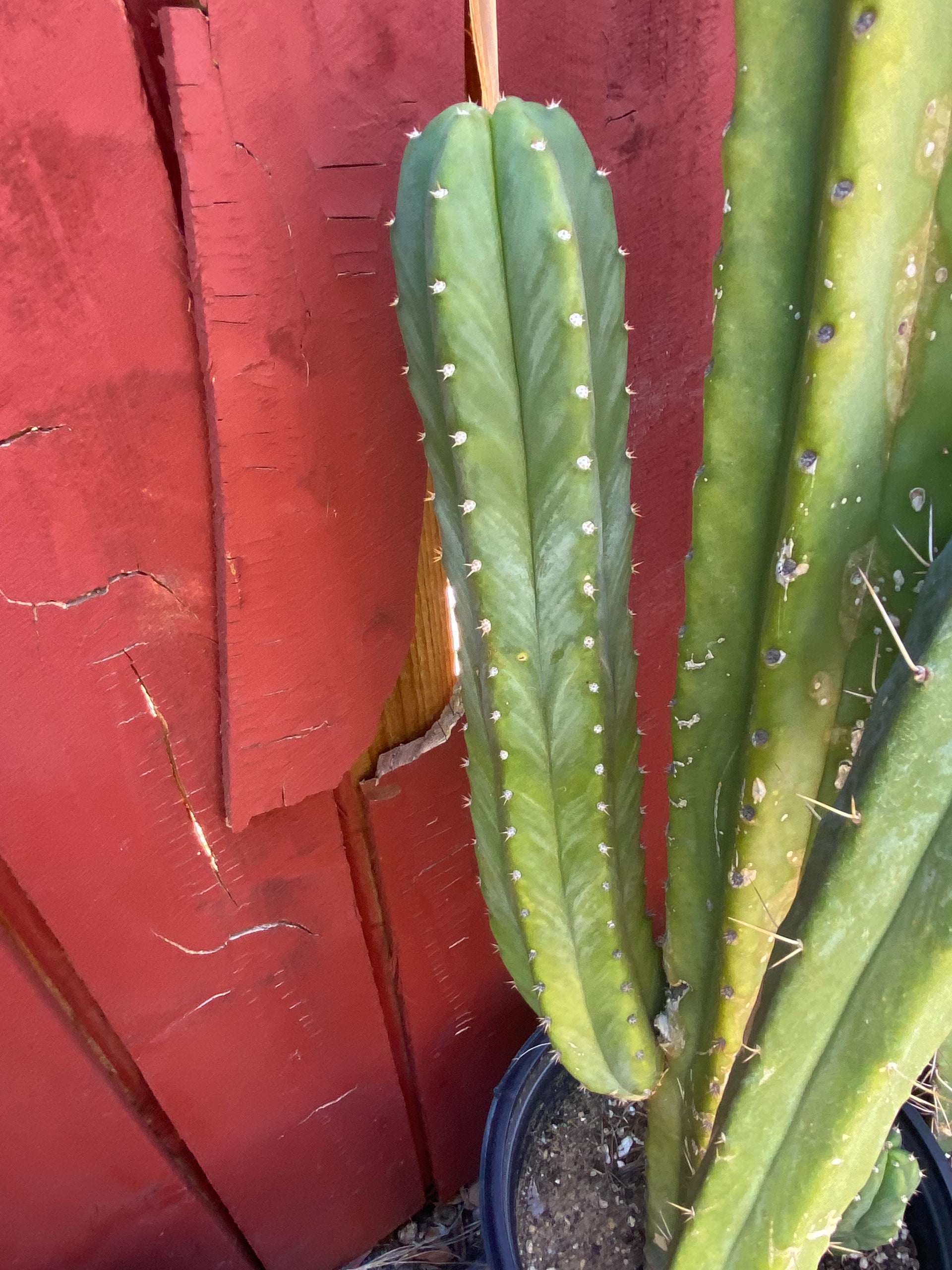 16” San Pedro top cutting