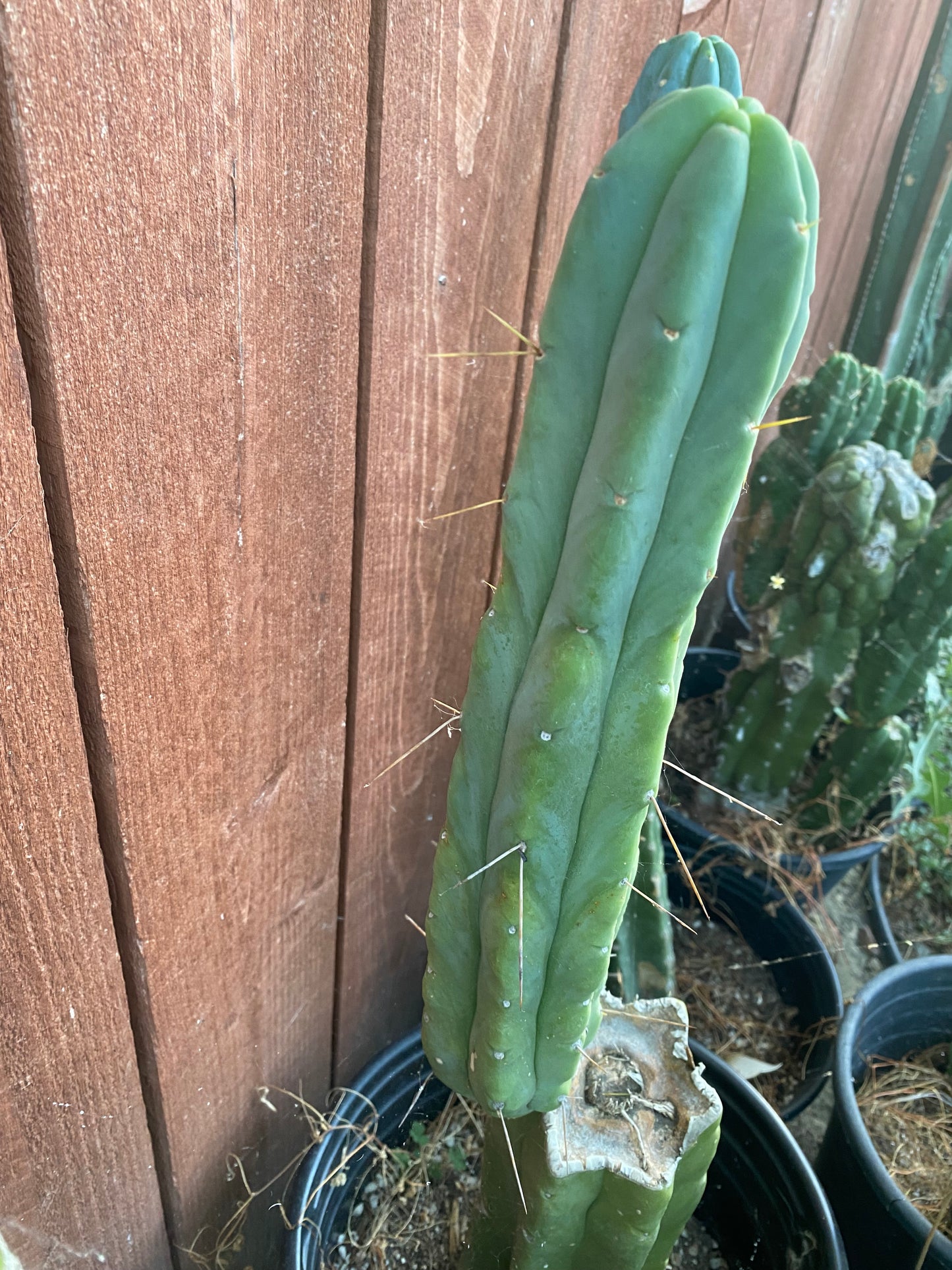 13 1/2” T. Bridgesii cutting B01