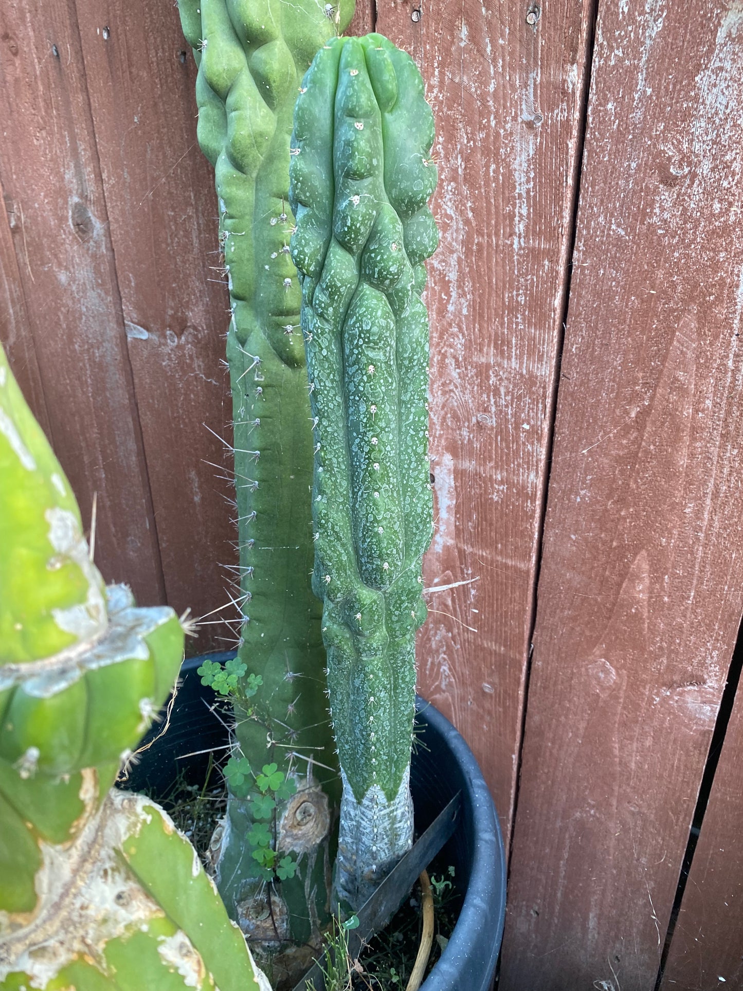 18” T. Pachanoi Monstrose Crest cutting