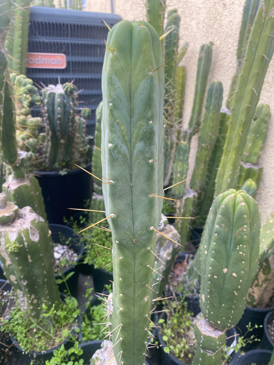 15 1/2” T. Bridgesii Wowie x T. Bridgesii SS02 cutting B17