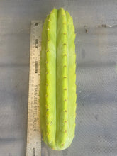 Load image into Gallery viewer, 12” San Pedro cutting
