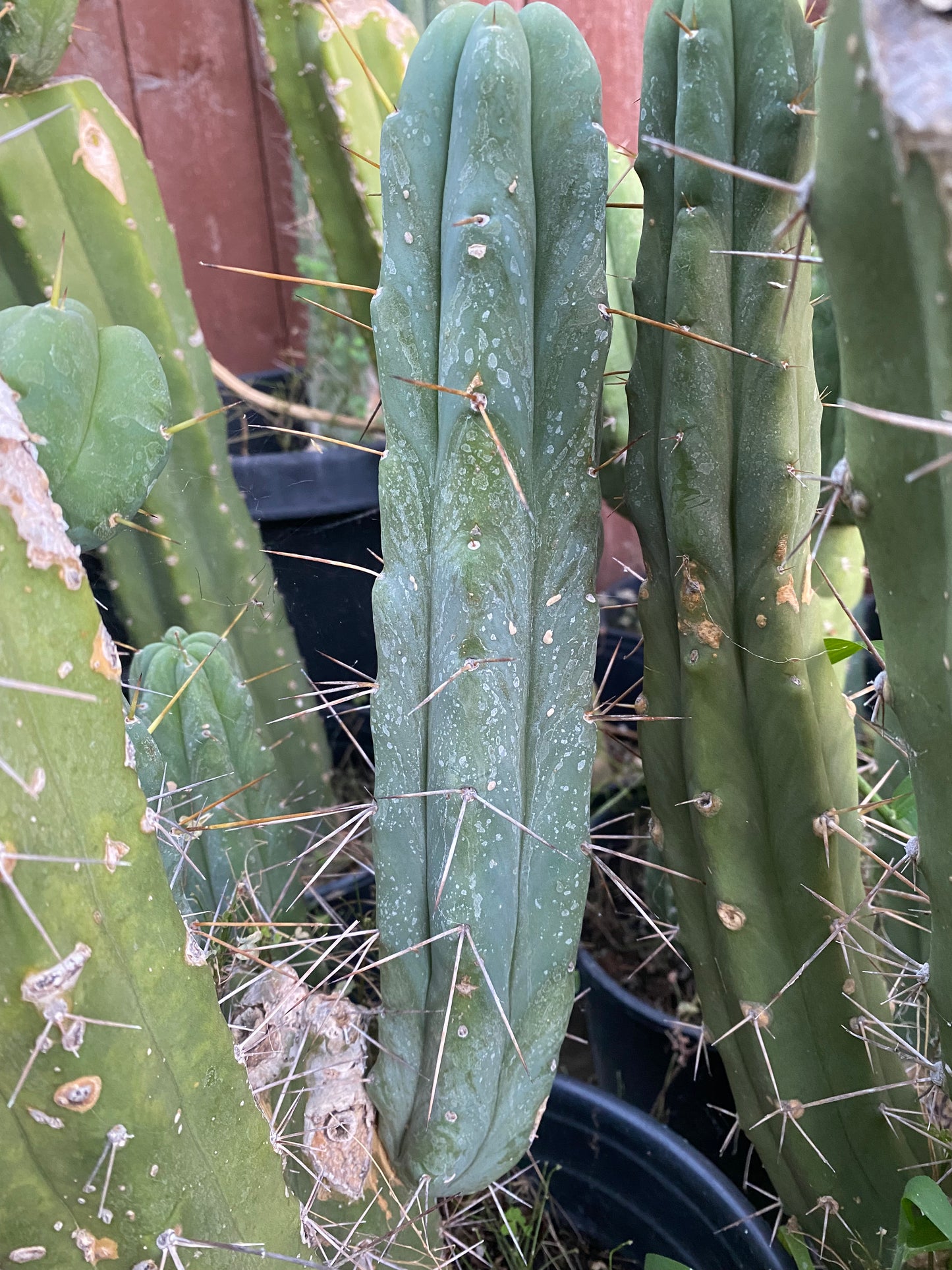 13” T. Bridgesii cutting B02