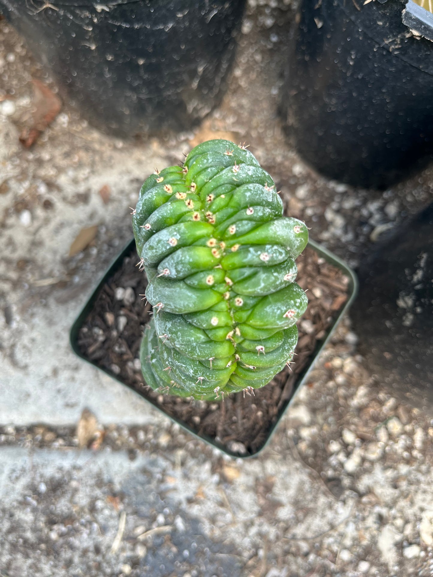 T. Pachanoi Monstrose Crest cutting