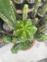 Load image into Gallery viewer, 12” T. Pachanoi Monstrose Crest cutting