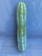 Load image into Gallery viewer, 13 1/2” San Pedro cutting