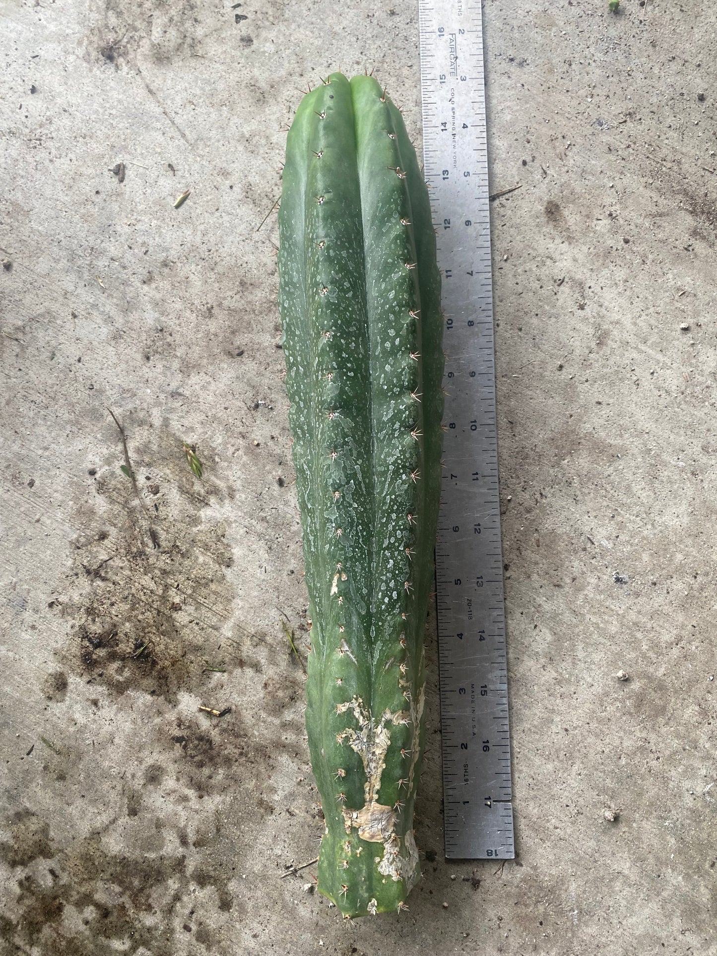 14 1/2” T. Pachanoi Monstrose Crest revert cutting