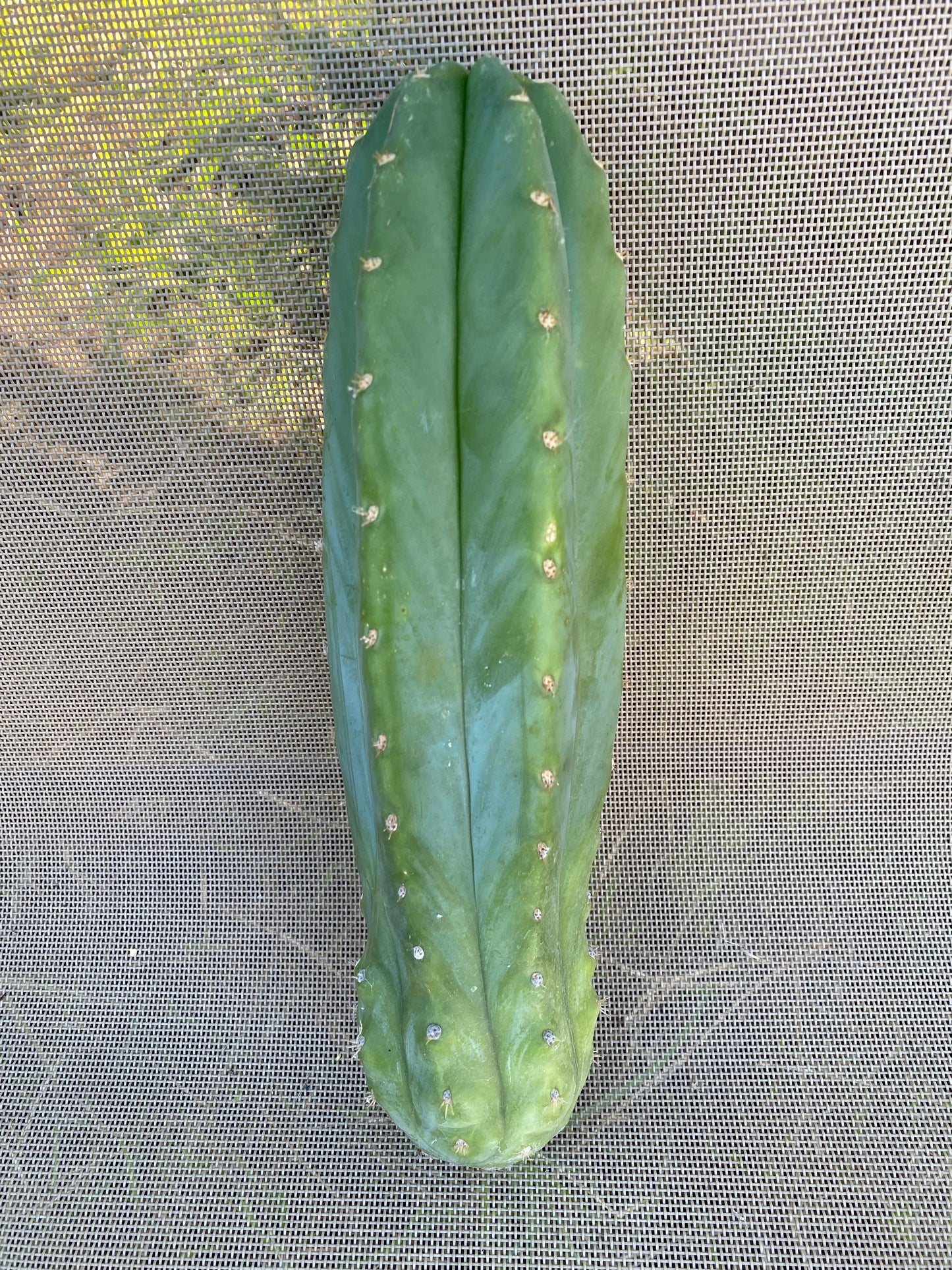 11 1/2” San Pedro cutting