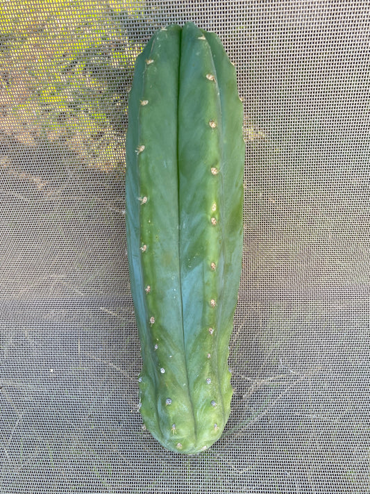 11 1/2” San Pedro cutting