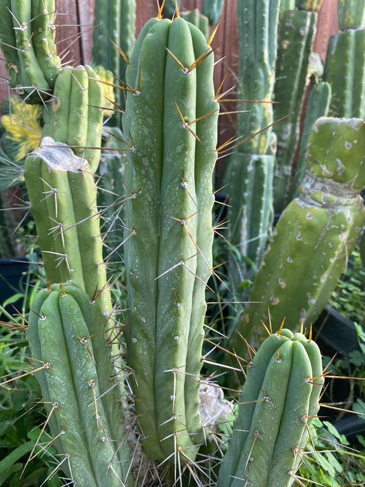 13” T. Bridgesii cutting B02