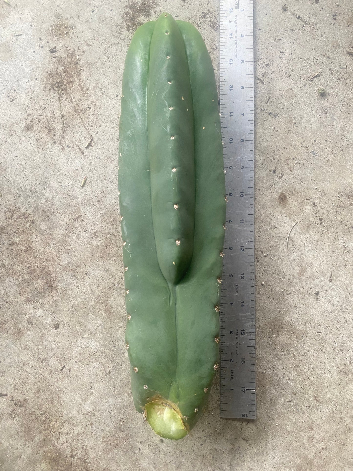14 1/2” Huanucoensis x T. Scopulicola cutting