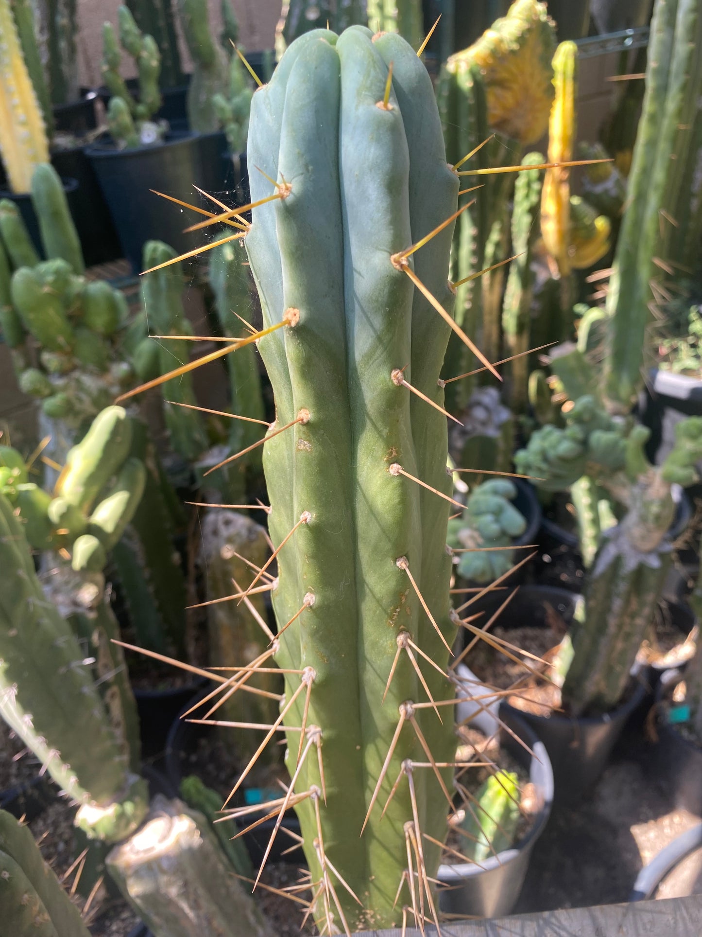 13 1/2” T. Bridgesii Kakteen.K. cutting B41