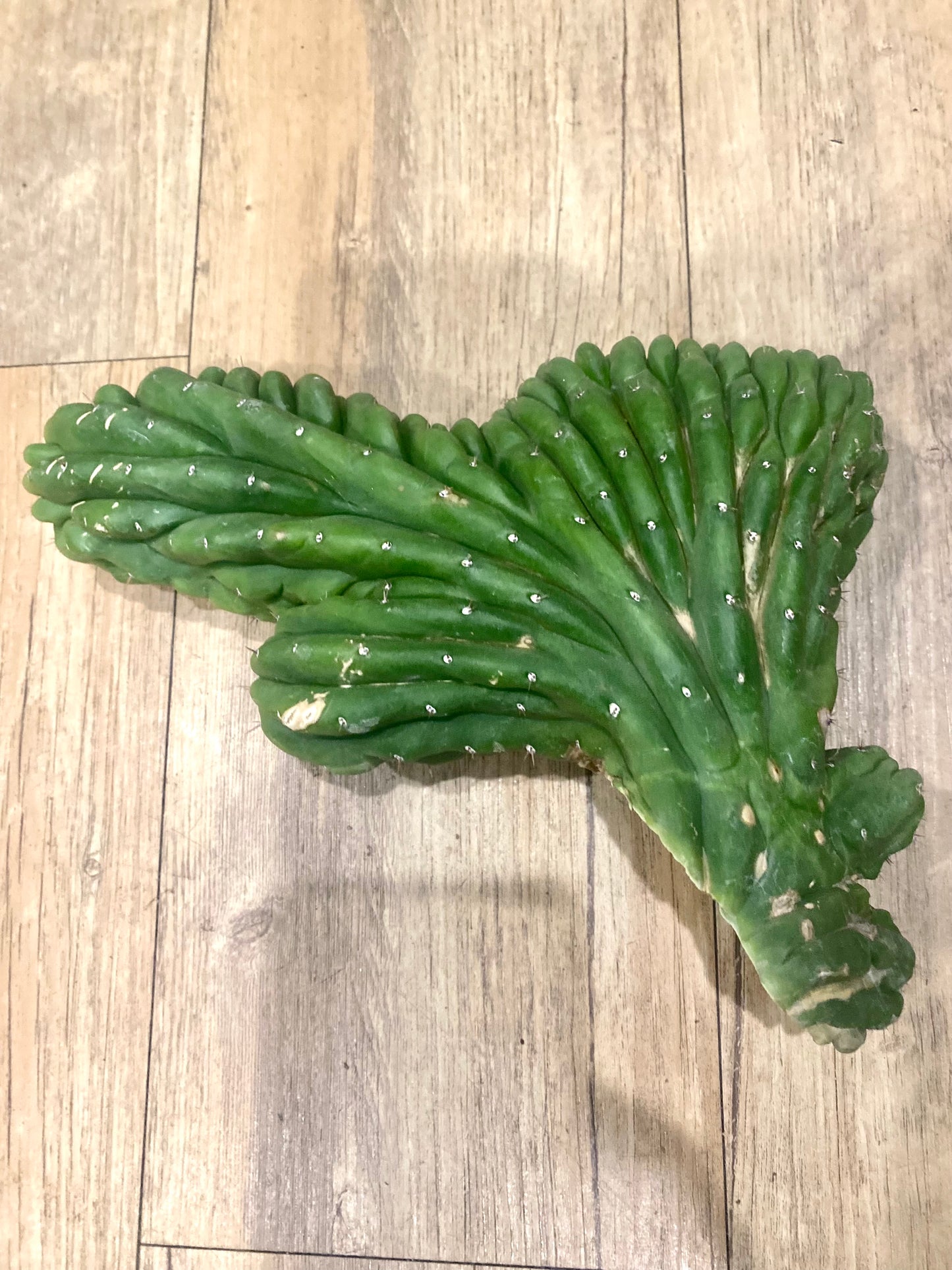 T. Pachanoi Monstrose Crest cutting