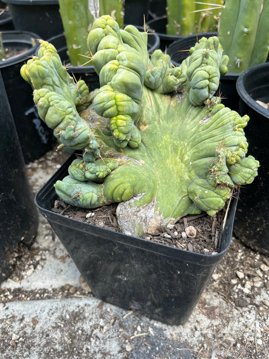 7” tall T. Bridgesii Monstrose Crest cutting with roots showing