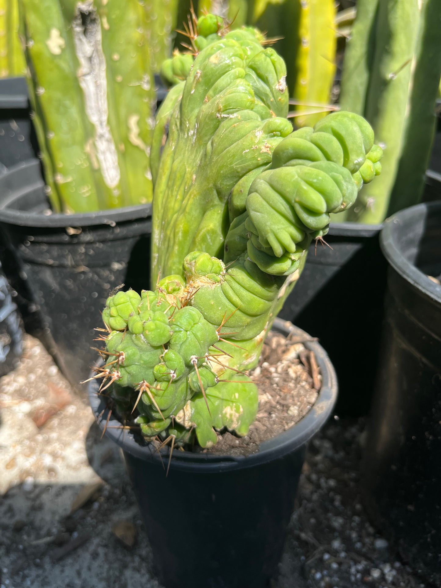 8” tall T. Bridgesii Monstrose Crest cutting