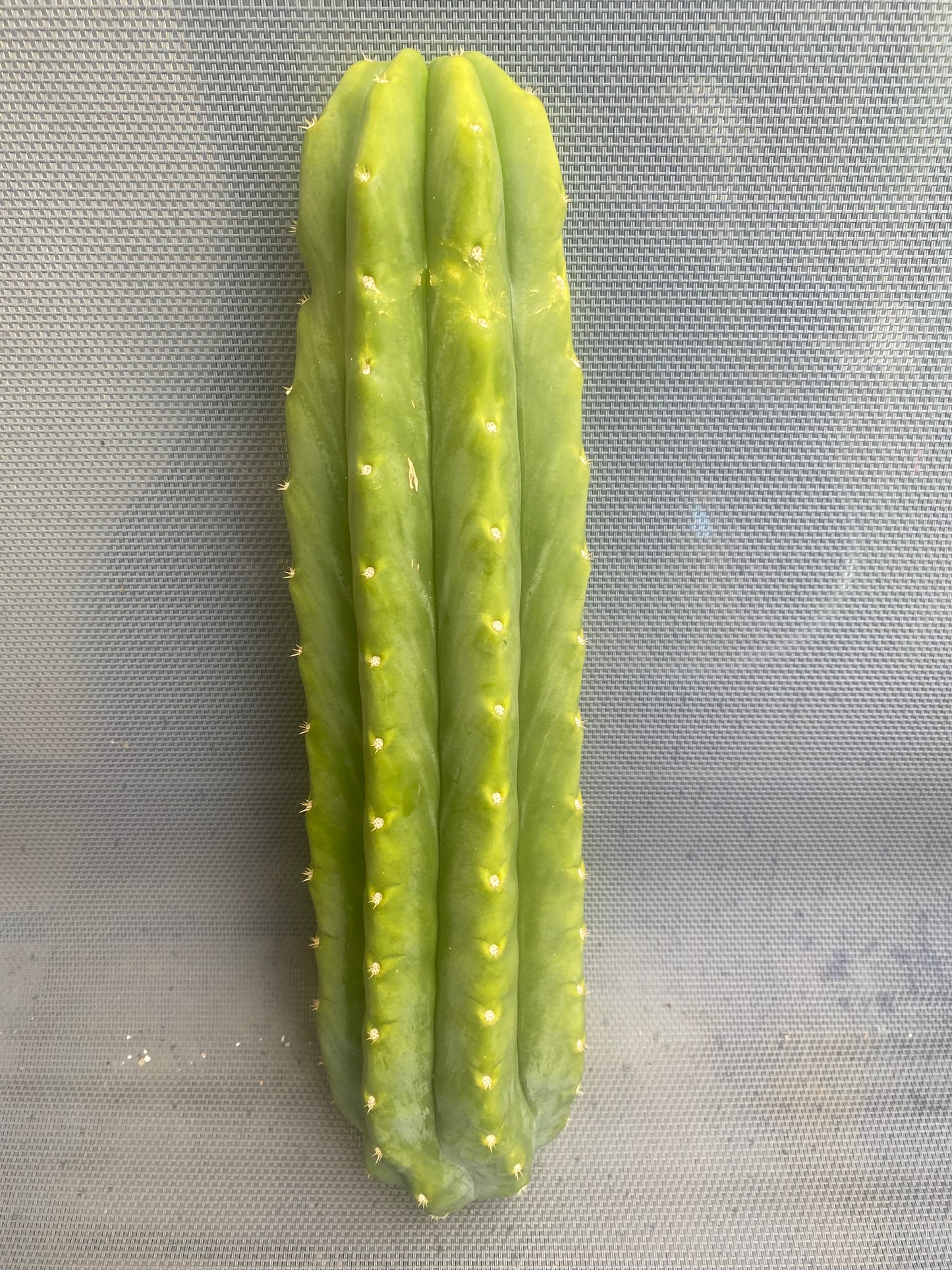 14” San Pedro cutting