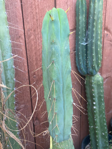 11 1/2” T. Bridgesii cutting B01